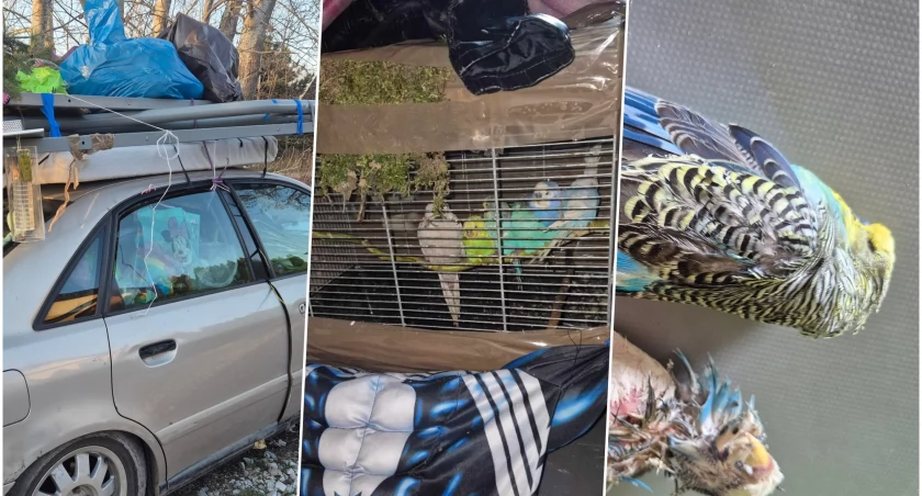 Papugi przyklejone taśmą do wraku auta. Oprócz ledwo żywych stworzeń, same szkielety