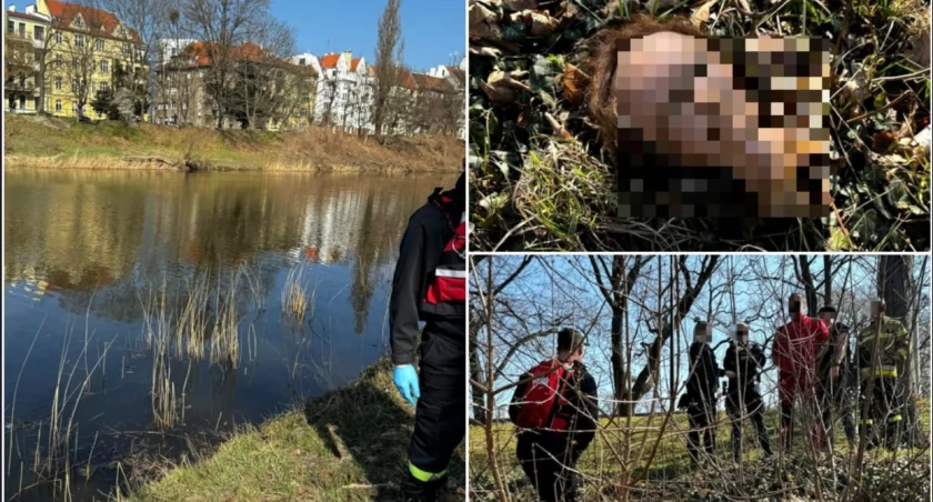 Alarm na Odrze we Wrocławiu. W rzece zobaczyli ludzką głowę!