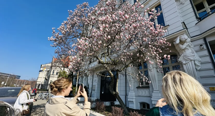 Kultowe wrocławskie magnolie znów zakwitły. Tłumy robią zdjęcia!