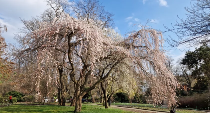 Wrocław: Ogród botaniczny od dziś otwarty po zimie. Jak tu pięknie! [CENY BILETÓW, GODZINY OTWARCIA]