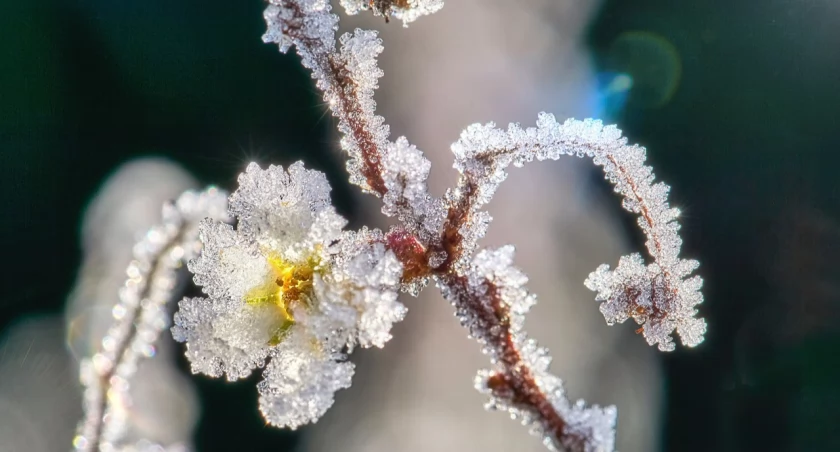 Do Wrocławia wraca zima. Znów będą ujemne temperatury i śnieg!