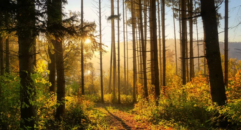 Będą nowe rezerwaty przyrody na Dolnym Śląsku