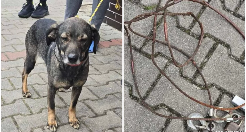Ten biedny kundelek sam zaprowadził policjantów do swego oprawcy