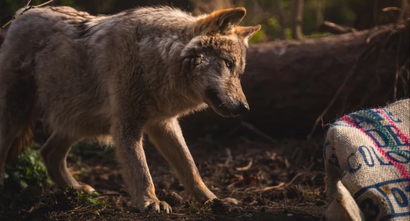 Wilk spod Milicza trafił z lasu do zoo. Za bardzo przyzwyczaił się do ludzi