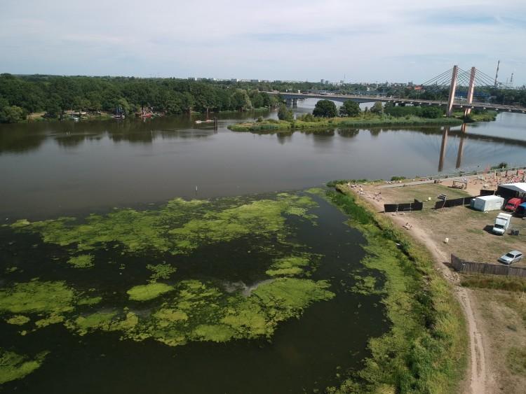 Odra we Wrocławiu cała zielona. Co się stało?