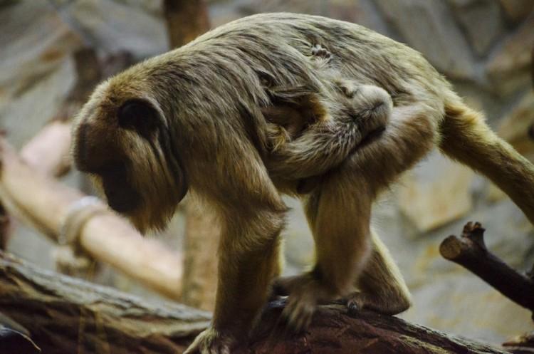 We wrocławskim zoo urodziła się mała małpka [ZOBACZ ZDJĘCIA MALUCHA]