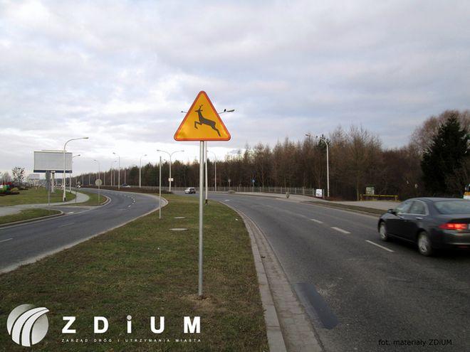 Dzikie zwierzęta na wrocławskich drogach to coraz częstszy widok. Takie miejsca można zgłaszać