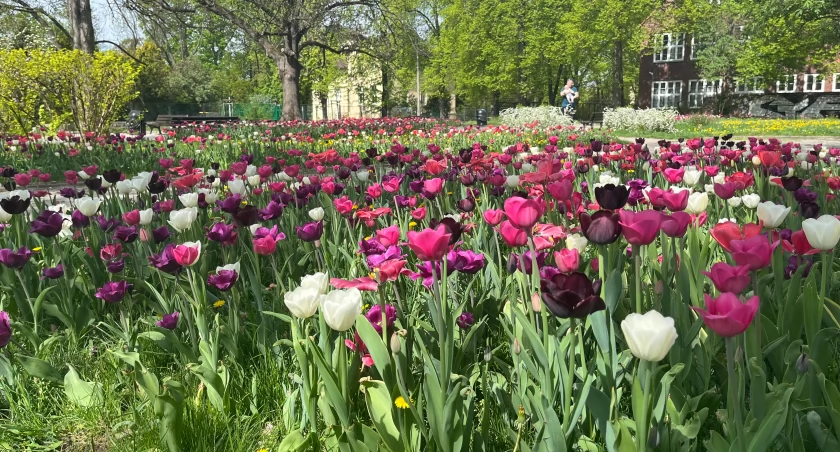 Morze tulipanów we Wrocławiu. Tylu nie było ich jeszcze nigdy!