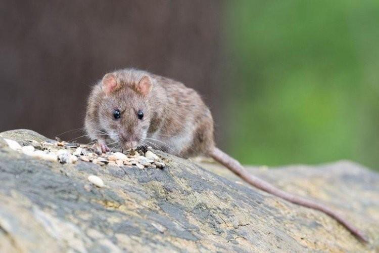 Plaga szczurów we Wrocławiu. Posypały się kolejne mandaty