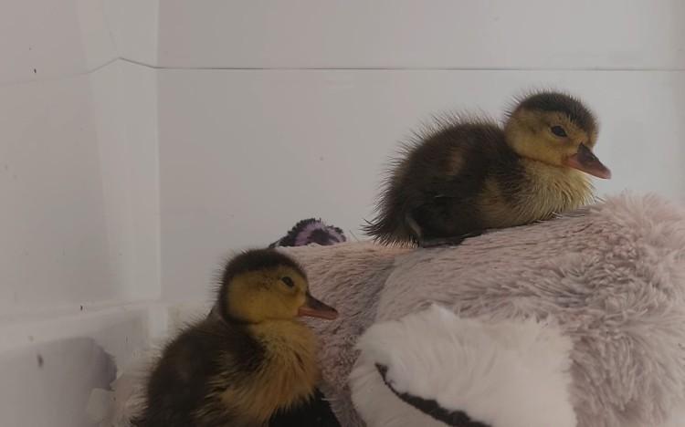 Spektakularne narodziny w ZOO Wrocław. To ginący gatunek