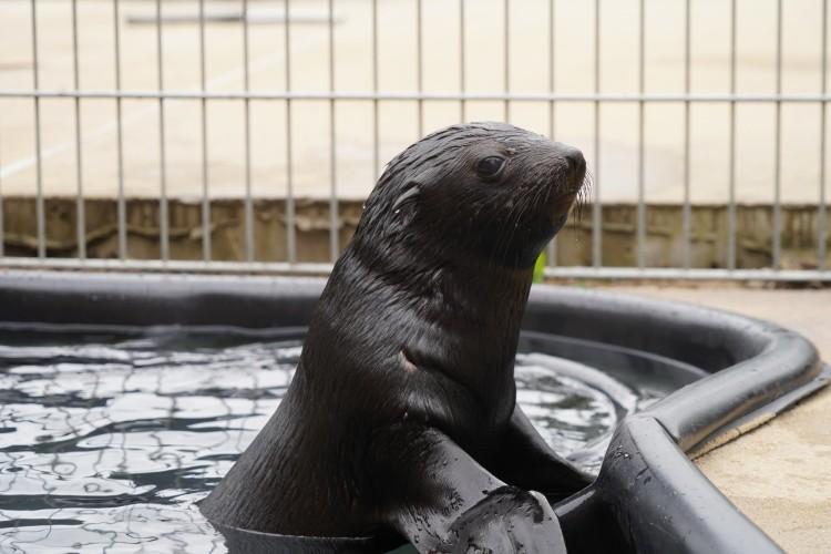 Nowy mieszkaniec wrocławskiego zoo. Młodziutki kotik dostał imię [ZDJĘCIA, WIDEO]