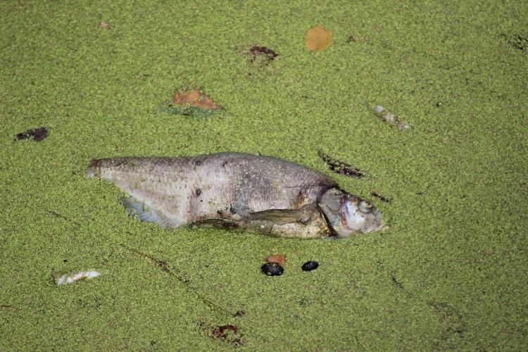 Wrocław: Fosa miejska cała zielona, a w środku pełno śniętych ryb. Mieszkańcy narzekają na smród