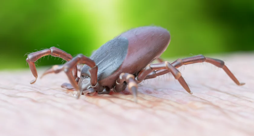 Wysyp kleszczy we Wrocławiu. Lekarze: To plaga