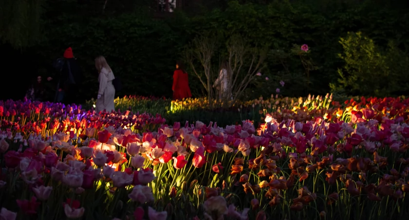 Wrocław: Tulipany w Ogrodzie Botanicznym zaświeciły nocą