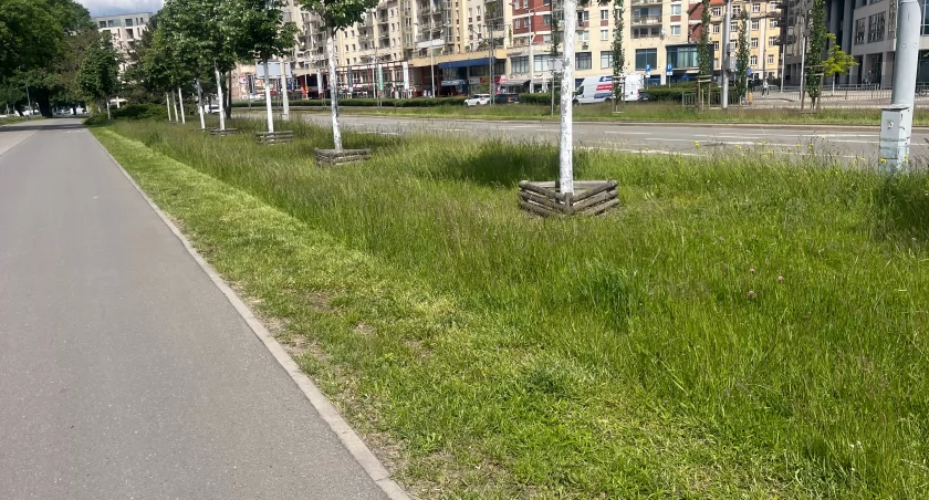 We Wrocławiu trawniki wysokie i skoszone tylko do połowy. O co chodzi?