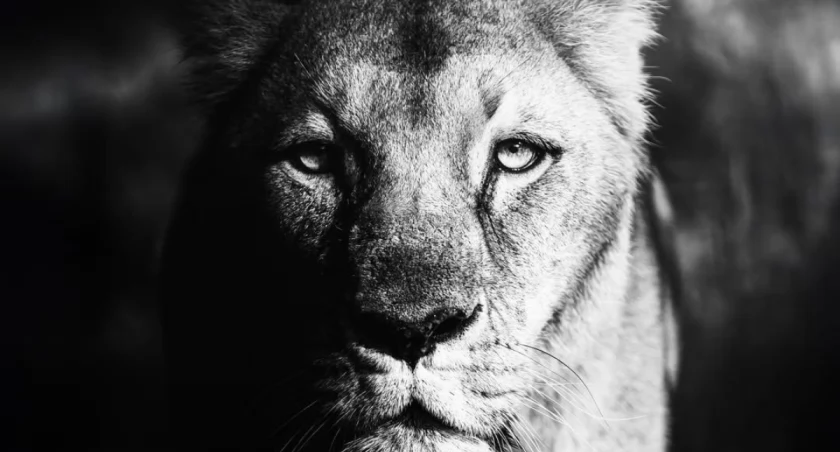 Wrocław: ZOO w żałobie. Nie żyje lwica Okavango 