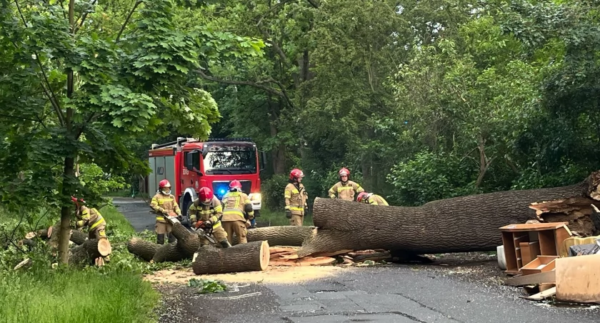 Wrocław: Potężne drzewo runęło na ulicę na Wielkiej Wyspie