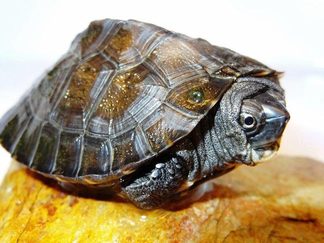 Mają czerwone szyje, długie ogony i świetnie pływają. Właśnie przyjechały do naszego ZOO [ZDJĘCIA]