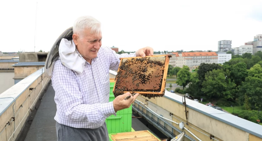 Na dachu w centrum Wrocławia żyje 30 tysięcy pszczół. To jedyna taka pasieka!