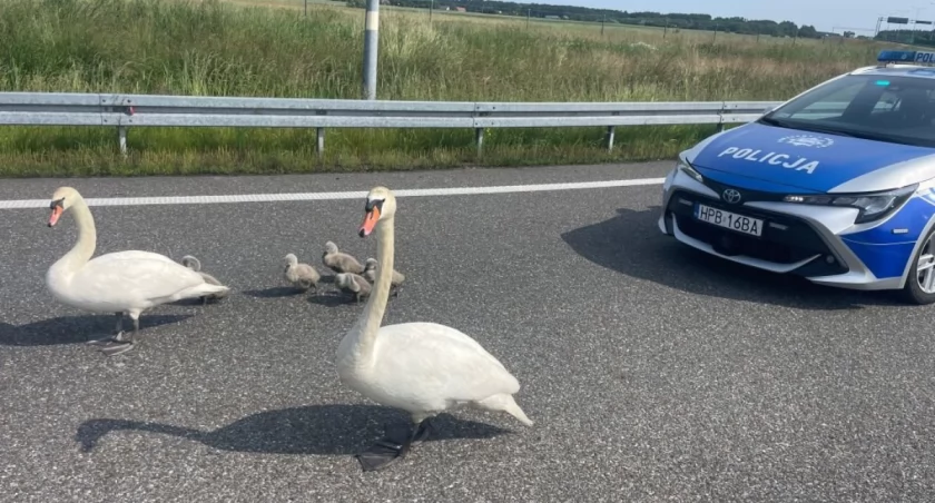 Ptasia rodzina na gigancie. Policjanci zamknęli ruch na trasie S8