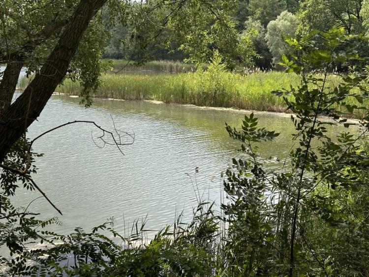 Stawy we Wrocławiu wysychają. Za 25 lat może ich nie być! Winni? Susza i deweloperzy