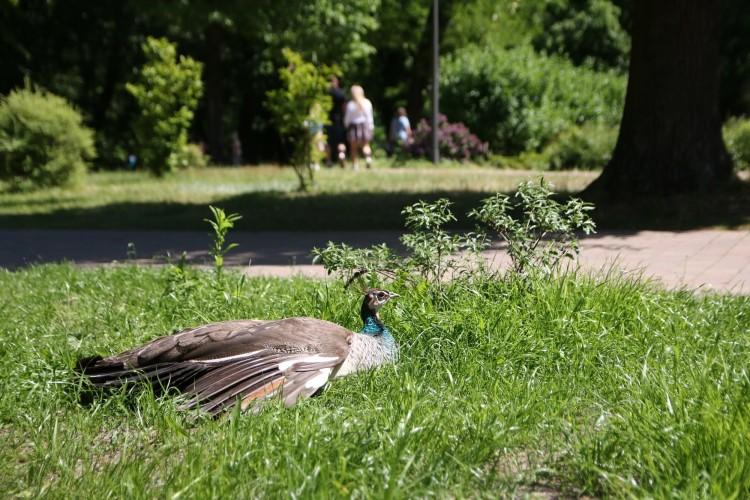 Zoo? Nie tylko Wrocław. Małe ogrody zoologiczne na Dolnym Śląsku, nawet za darmo!