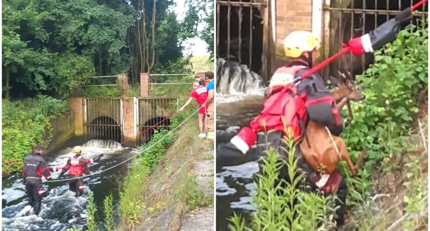 Spektakularna akcja wrocławskich ratowników. Ruszyli na pomoc koziołkowi!