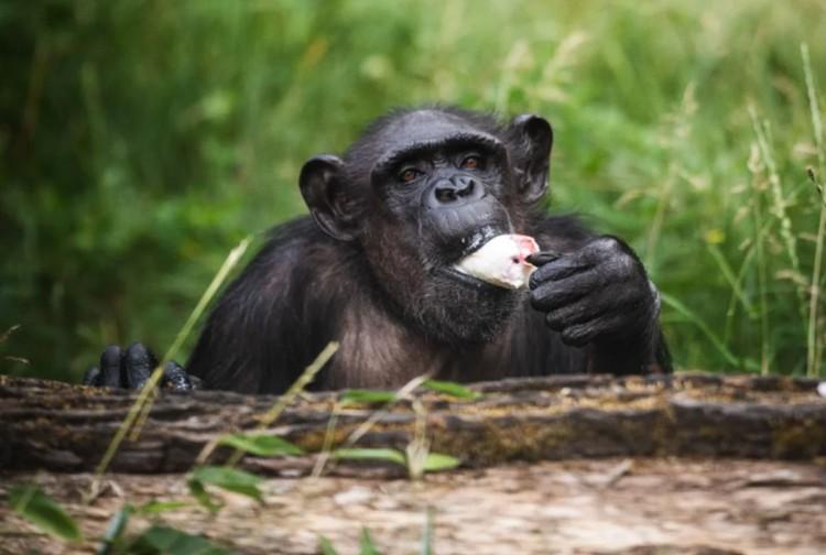 Zmarła Kizi - szympansica z zoo. Gucwińscy karmili ją butelką