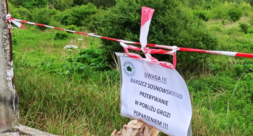 Niebezpieczny barszcz Sosnowskiego pojawił się we Wrocławiu