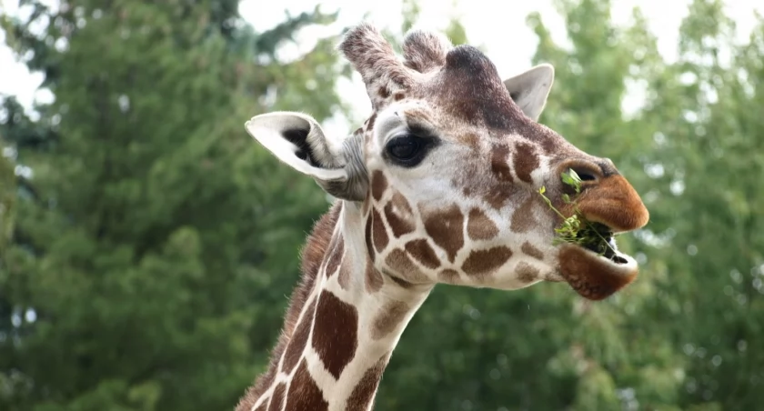 Była symbolem zoo we Wrocławiu! Awantura o śmierć żyrafy
