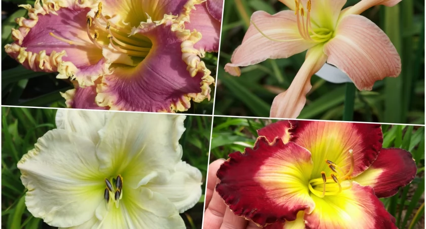 Słynne Arboretum wybierze najpiękniejsze liliowce. Ale cudne!
