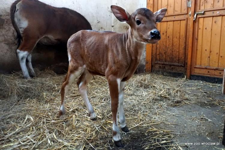 Zobacz, jak bryka dwutygodniowy banteng z wrocławskiego zoo [WIDEO]