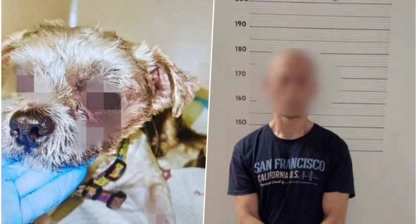 Zwyrodnialec znęcał się nad malutkim pieskiem. Niewiarygodne, co mu zrobił