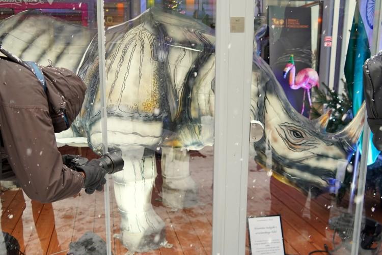 Figury zwierząt z zoo w witrynie restauracji przy Rynku. O co chodzi? [ZDJĘCIA]