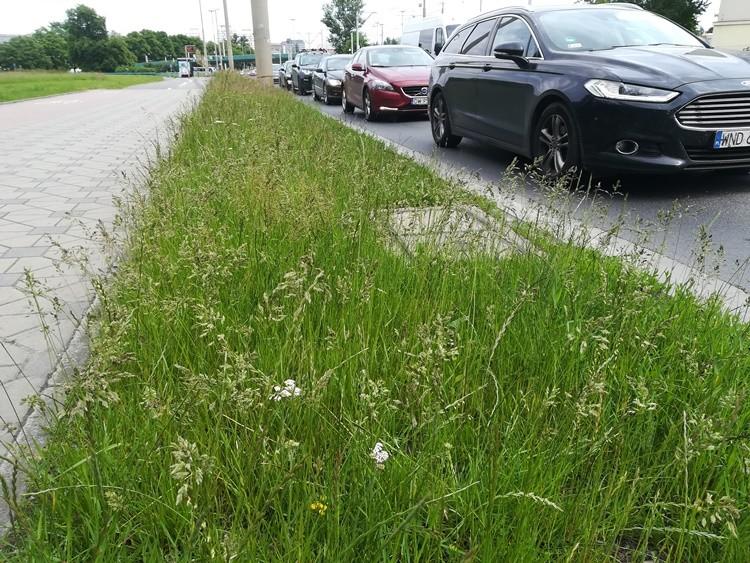 Wrocław: Czy miasto zapomniało o koszeniu trawników?