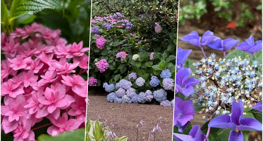 Hortensje pięknie zakwitły w Ogrodzie Botanicznym we Wrocławiu. Ale kolory! 