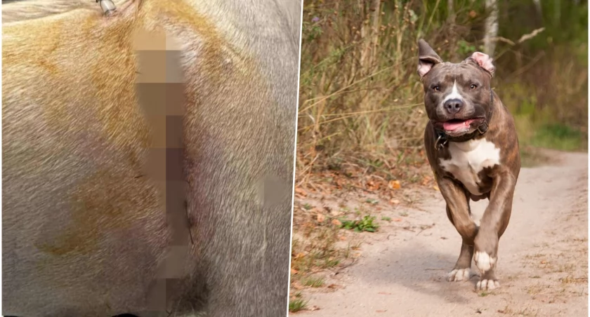 Agresywny amstaff szarpał Tosią jak szmacianą lalką. Chwile grozy we Wrocławiu 