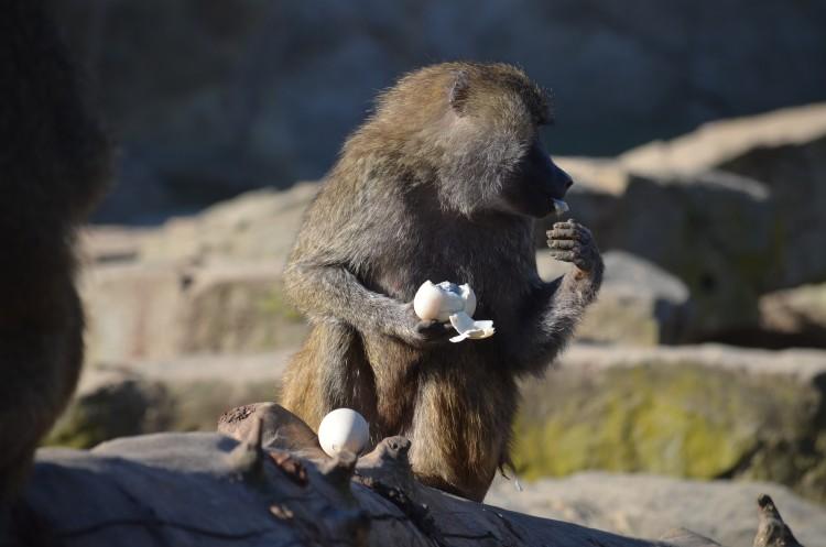 ZOO Wrocław walczy z kryzysem. W czasie epidemii prosi o darowizny