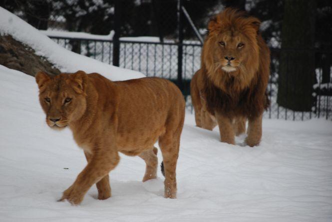 We wrocławskim zoo orzekli, że topnienie lodowców nie odzwierciedla zmian klimatu