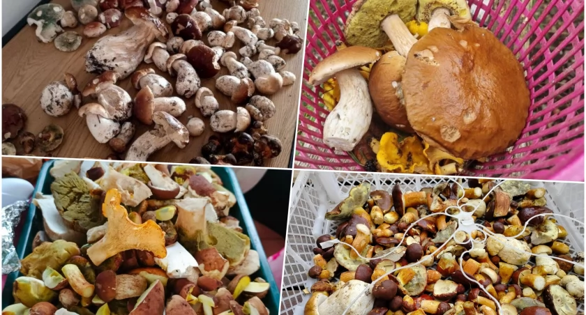 Gdzie są grzyby w lasach na Dolnym Śląsku? Oto miejscówki i zbiory!