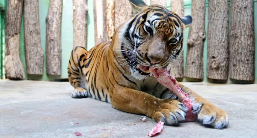 Apel ZOO do mieszkańców: oddajcie niechciane zwierzaki, chętnie pożre je tygrys. Spróbowaliśmy oddać świnkę morską