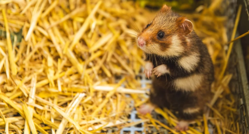 Wrocław: W zoo przyszły na świat rzadkie gryzonie. Wypuszczą je na wolność