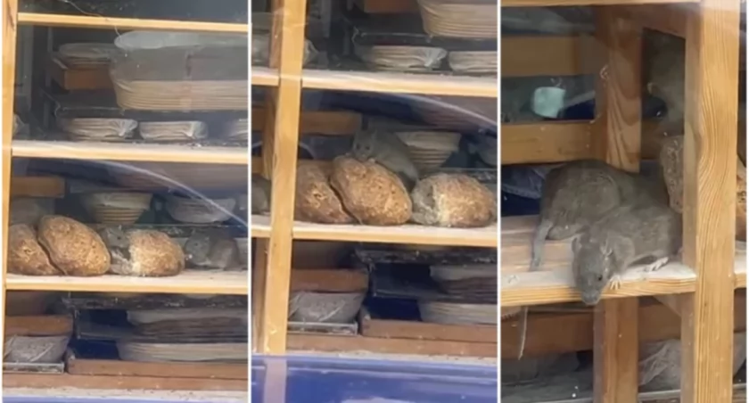 Szczury w chlebie. Do akcji wkroczył sanepid. A piekarnia zamknięta