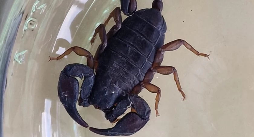 Chwile grozy na Biskupinie. Jadowity skorpion na drzwiach domu