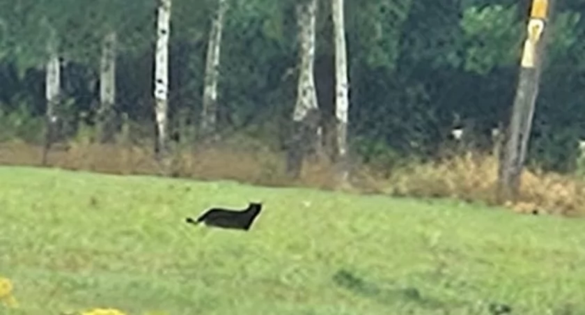 Puma na Dolnym Śląsku? Znów ją widziano. 