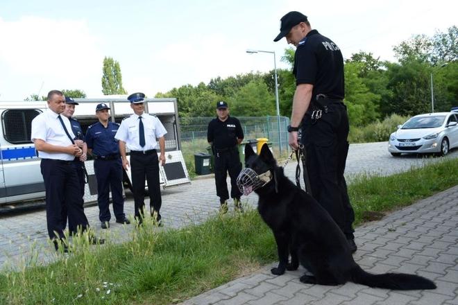 We Wrocławiu policyjne psy na wyścigi węszyły za narkotykami i bombami