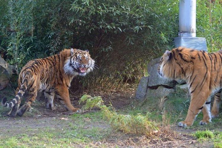 Tygrys zagryzł pracownika wrocławskiego zoo. Nikt nie przyznaje się do winy