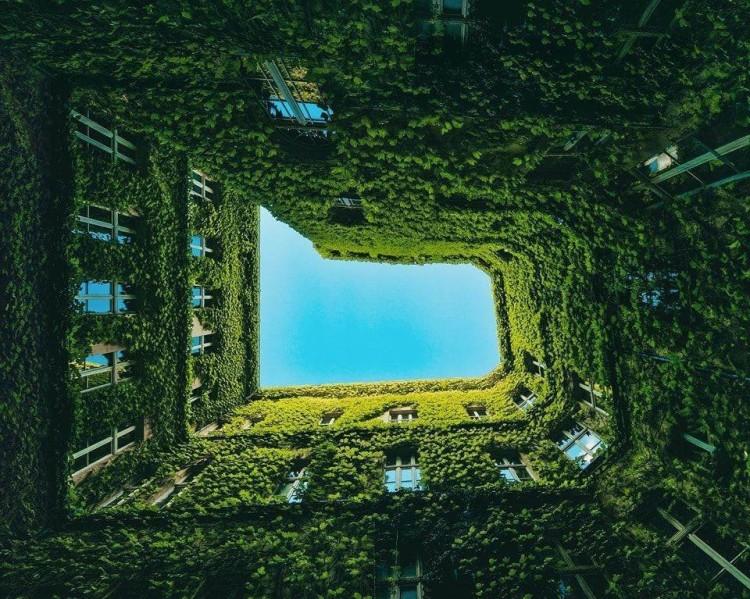 Wrocław: Ale klimat! Ta kamienica przyciąga fotografów, jest cała w bluszczu