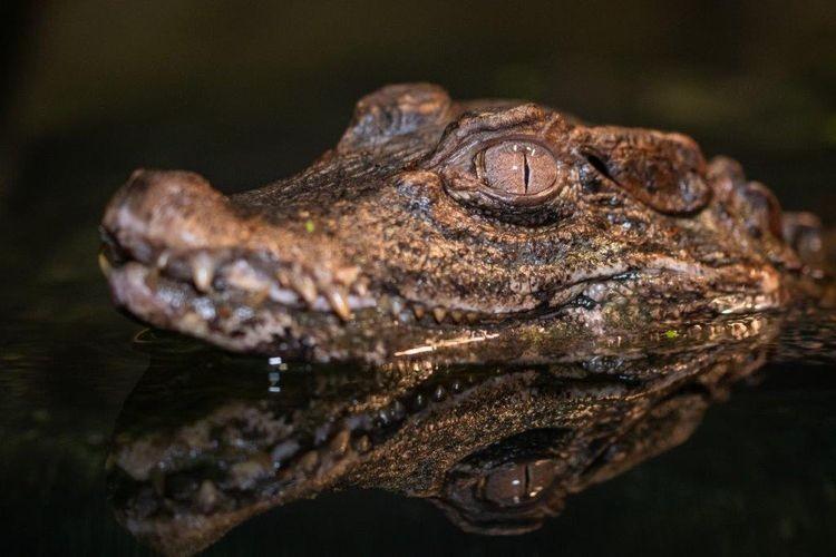 Egzotyczny gad z Rędzina dochodzi do siebie w zoo. „Był bardzo wyziębiony” [ZDJĘCIA]
