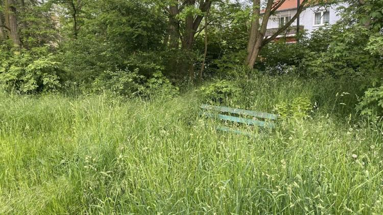 Łąka kwietna po wrocławsku: ławki utonęły w pokrzywach. A wszystko pod oknami prezydenta!